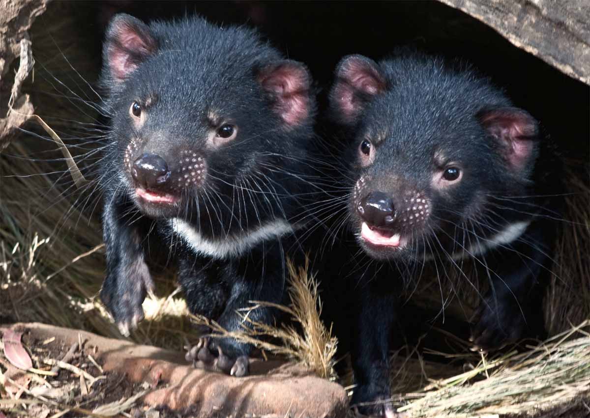 1 Day Tasmania's Wilderness & Wildlife
